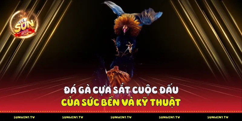 Đá Gà Cựa Sắt - Cuộc đấu của sức bền và kỹ thuật